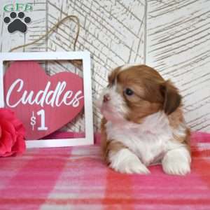 Otis, Shih Tzu Puppy